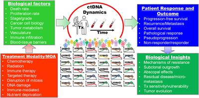 Blood, Toil, and Taxoteres: Biological Determinants of Treatment-Induced ctDNA Dynamics for Interpreting Tumor Response